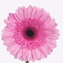 Гербера (Ц) аква Mozart 10шт