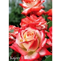 Роза Imperial Rose (B.Topalovic) Кайзер Фарах ч-г Цв.Кор.
