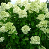 Гортензия (Hydrangea) метельчатая Лаймлайт 0,5л 1шт