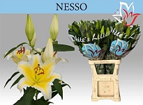 Лилия or. Nesso 5+ 10шт