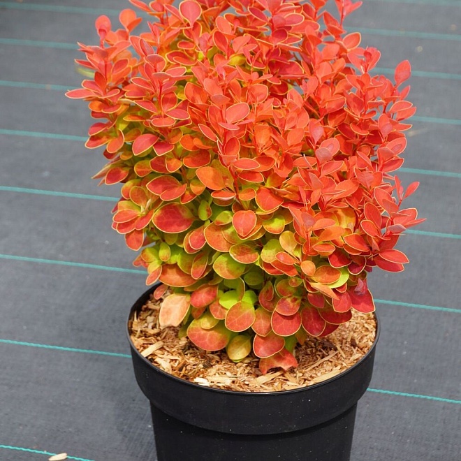 Барбарис (Berberis) тунб. Оранж Айс d17 h30-40 1шт