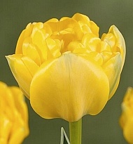 Тюльпан Мари Джо махровый 10шт