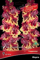 Гладиолус Марго 10/12 5шт