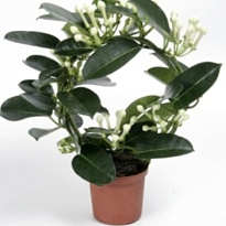 Стефанотис d12 h40 9шт