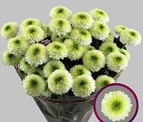 Хризантема кустовая Fontina  5шт