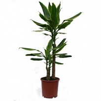 Драцена Голден Коуст 2Д d17 h75 6шт