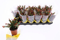 Рипсалидопсис Оранж d9 h15 18шт