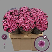 Хризантема сантини Jamey Dark 25шт