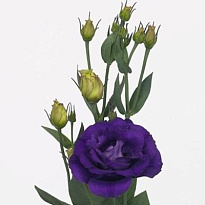 Эустома Rosita Purple 10шт