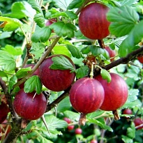 Крыжовник Сенатор/Цв.Кор 1шт