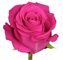 Роза Pink Floyd (К) дл.60 10шт