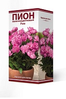 Пион молочноцветковый Рим 2/3 1шт
