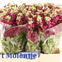 Маттиола Centum Red 10шт