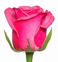 Роза Kiss me Kate (Ц) дл.50 10шт