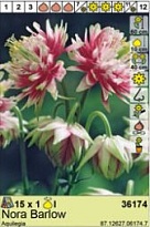 Аквилегия Нора Барлоу махр. 1шт*