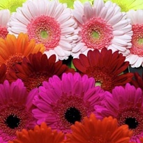 Gerbera (Ц) aqua mini mix 10шт