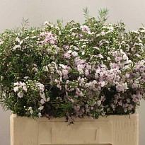 Хамелациум Dancing Queen дл.60 5шт