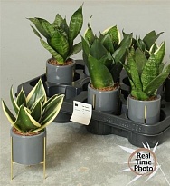 Сансевиерия Трифасциата микс (элит керамика) d6 h20 9шт