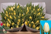 Тюльпан Creme Prince 10шт