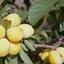 Слива Вика китайская (ЗКС) 1шт