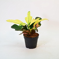 Кодиеум Вилма d12 h30 10шт