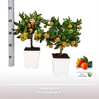 Цитрус Каламондин стем d15 h40 6шт