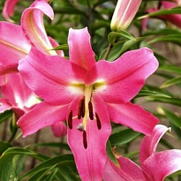 Лилия or. Adelante 3+ 10шт