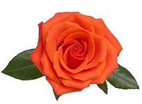 Роза E.q.r. Ecuatoroses Dragon Tale дл.50 25шт