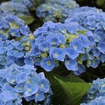 Гортензия Bodensee Blau дл.60 1шт (A)