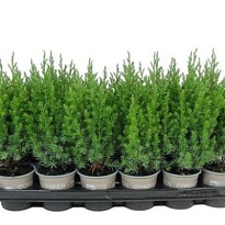 Можжевельник (Juniperus) китайский Стрикта d9 h20 18шт