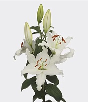 Лилия or. Premium Blond 6+ дл.100 10шт