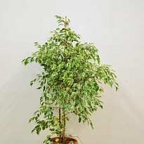 Фикус Старлайт d27 h150 1шт