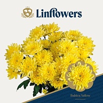 Хризантема кустовая Baltica Yellow Linflowers 5шт