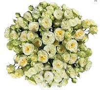 Роза куст. Tessa Wink Allure дл.50 10шт