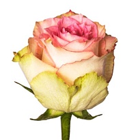 Роза Rosesuccess Cia Ltda Esperance дл.60 25шт