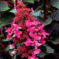 Гортензия (Hydrangea) метельч. Ливинг Инфинити d12 1шт