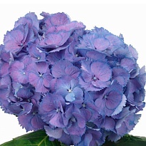 Гортензия Elbtal Blue дл.80 d22-23 1шт