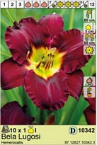 Лилейник Бэлла Лугоси 1шт*