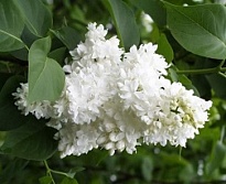 Сирень Моник Лемуан d17 h40-60 (СГ) 1шт