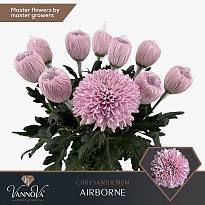 Хризантема одноголовая Airborne 10шт