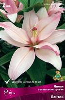 Лилия азиатская Бентли 12/14 3шт