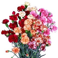 Гвоздика куст. San Martin Mix дл.FANCY 10шт