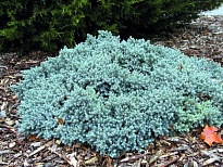 Можжевельник (Juniperus) чешуйчатый Блю Стар 3л h10-15 (П) 1шт