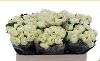 Роза кустовая Snowy Trendsetter дл.50 10шт
