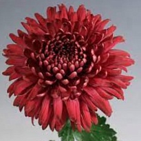 Хризантема одноголовая Regalmist Red 10шт