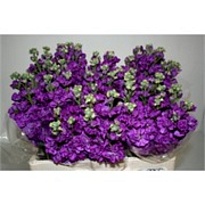 Маттиола Iron Purple 10шт