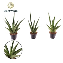 Сансевиерия Пайнэппл d9 h25 12шт