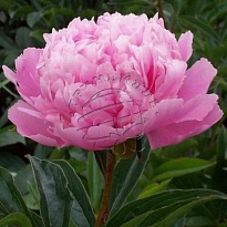 Пион Sarah Bernhardt дл.60 5шт