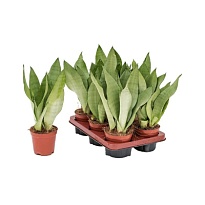 Сансевиерия Муншайн d14 h50 7шт