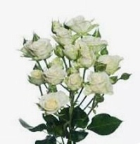 Роза кустовая Вайт Баблс (ТКН) дл.50 10шт